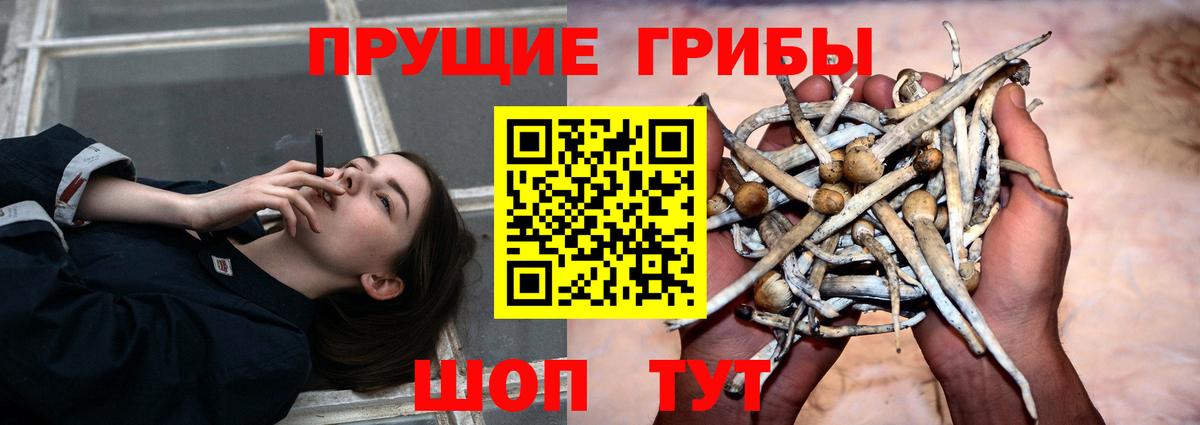 Псилоцибиновые грибы Psilocybine cubensis  Кумертау 